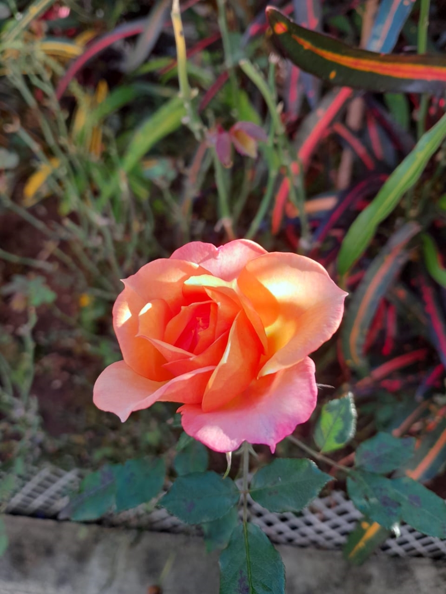 4 Bedroom Property for Sale in Wavecrest Eastern Cape